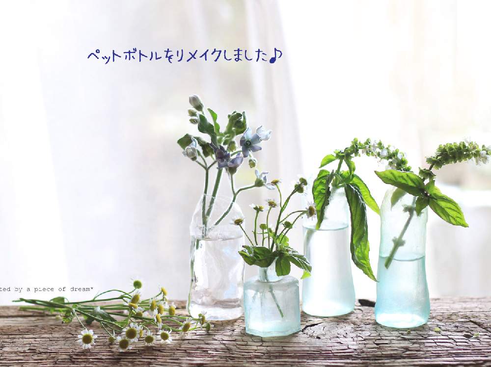 インテリアの画像 by アピースオブドリーム⭐️hanaさん | インテリアと植物と暮らすとペットボトルと植物のある暮らしとボタニカルライフと100均とリメイクと簡単DIYとGS映えと多肉植物のある暮らしとおうち園芸とhanaレシピと素敵な出会いに感謝とハンドメイドとhorti連載とナチュラルスタイルとガーデニングとかわいいな♡とハンドメイド雑貨とアピースオブドリームと多肉植物 多肉の有るくらし