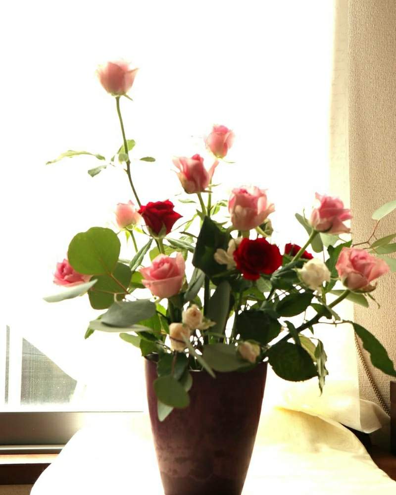 窓辺の画像 by そよ風(ちなみ)さん | 窓辺とcanonと私の花の写真と薔薇愛同盟とガーデニング大好きと花の好きな方と繋がりたいと金曜ローズショーとまいがーでんとミラーレス一眼と負けるな日本❣️と花のある暮らしとチーム愛知と頑張ろう日本❣️