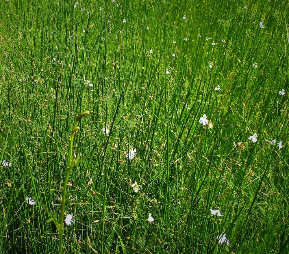 お出かけ先の画像 by plant hunter アンジュさん | お出かけ先と野生と原種と自然とラン科と山野草と希少種と植中毒と水性植物と海岸とサギソウ。と超重症の植中毒と野生ランと今日のお花ときょうのお花