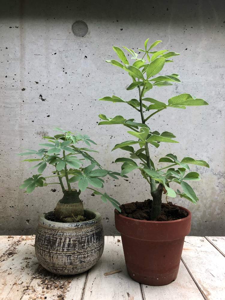 小さな庭の画像 by BBフラッシュさん | 小さな庭とアデニア グラウカとアデニア・グラウカと多肉植物と南国リゾート風とアデニア属グラウカとおうち園芸と塊根植物と初めての塊根植物とジャングル化計画とアデニア属