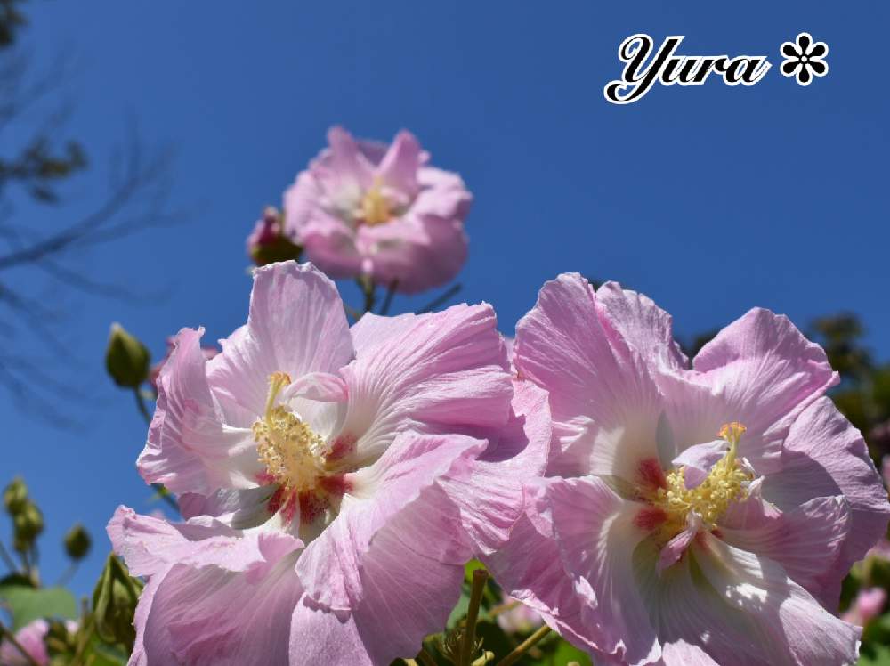 お出かけ先の画像 by ゆらさん | お出かけ先と酔芙蓉と酔芙蓉☆と今日も元気に♪と大船フラワーセンター