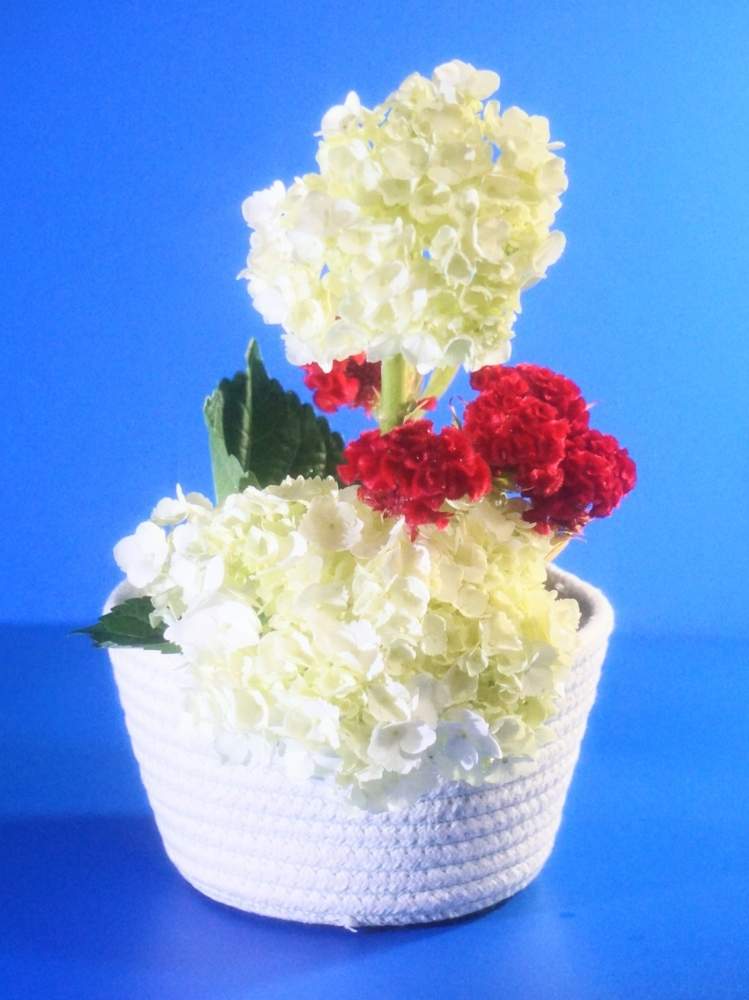 部屋の画像 by 野ニンさん | 部屋と令和最初の植物と出版とGS映えと空編とおうちで楽しむ夏の草花フォトコンとGreenSnapmarcheとGREEN UP!