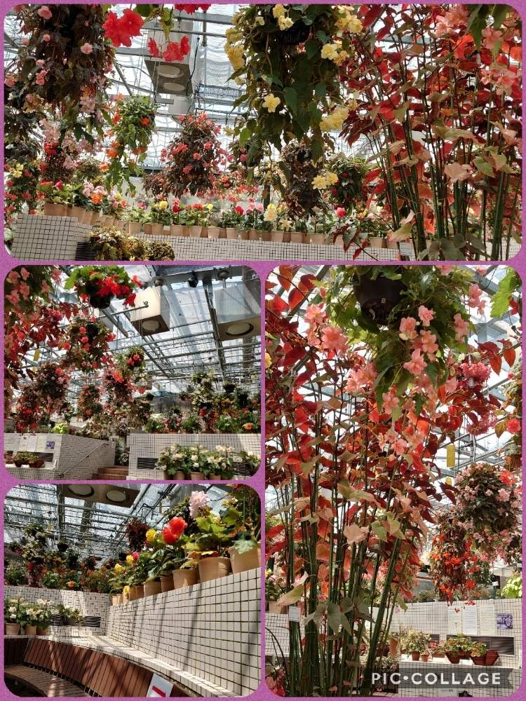 お出かけ先の画像 by 天空のバラの五線譜さん | お出かけ先とベゴニア☆と広島市植物公園