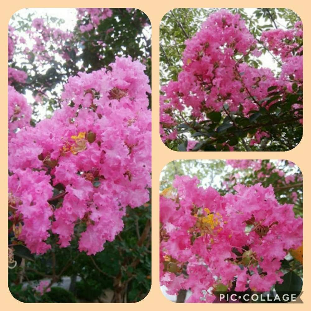 お出かけ先の画像 by 花いっぱい!さん | お出かけ先と百日紅と生命力感じると今が見頃とよーく見るととおきにいり ♡と鮮やかな色と毎日がたのしみと自然の恵と鮮やか✨✨✨と新発見✨