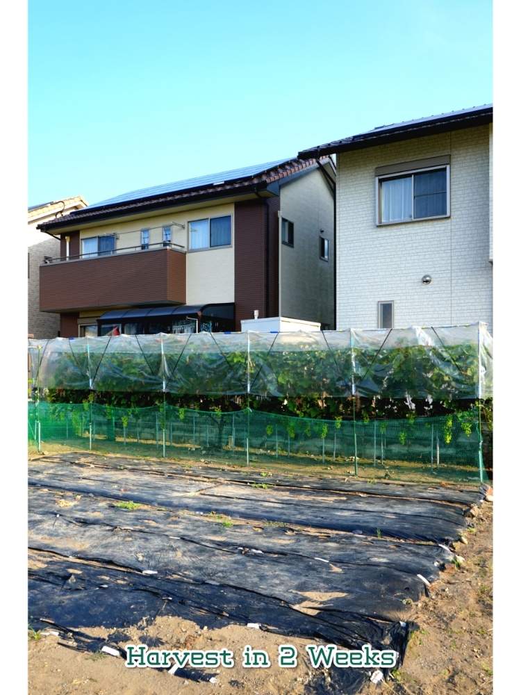 畑の画像 by toshi722さん | 畑とシャインマスカットとGrape Diary 2020と間もなく収穫とチーム岐阜と岐阜県と美濃市と家庭菜園と家庭果樹と家庭菜園奮闘日記