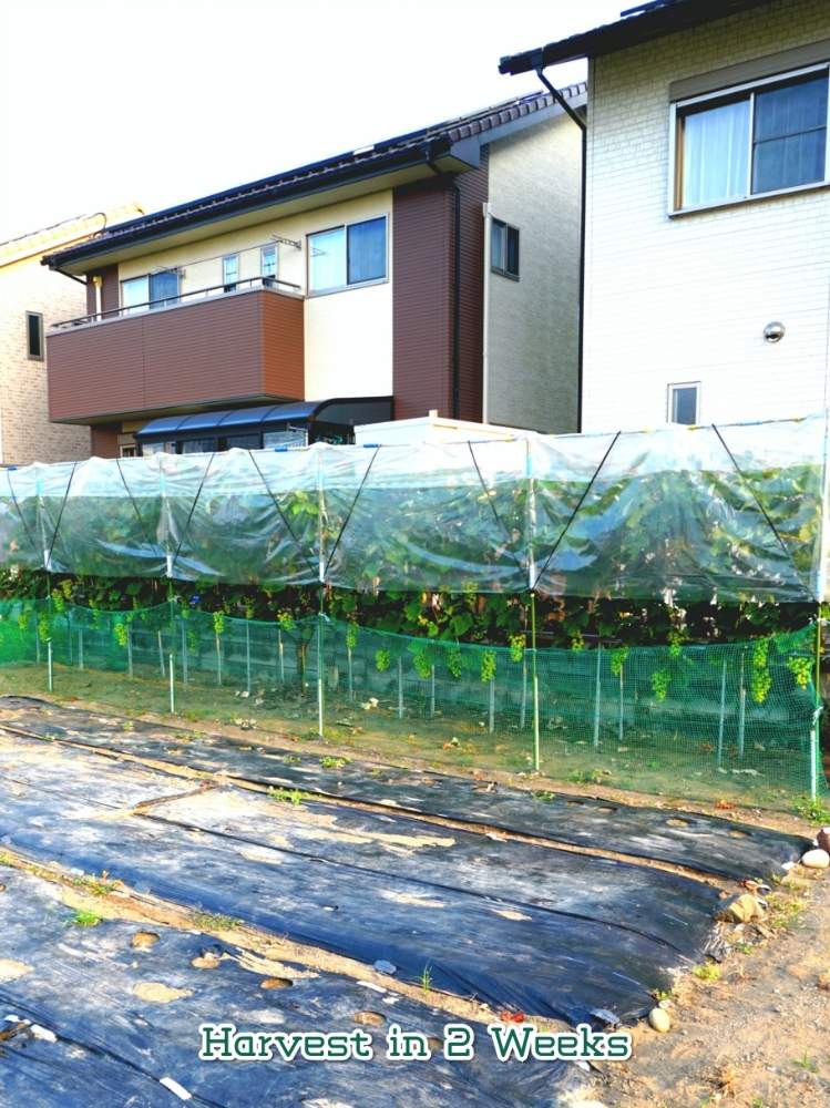 畑の画像 by toshi722さん | 畑とシャインマスカットとGrape Diary 2020と間もなく収穫と家庭菜園とチーム岐阜と岐阜県と家庭果樹と家庭菜園奮闘日記と美濃市