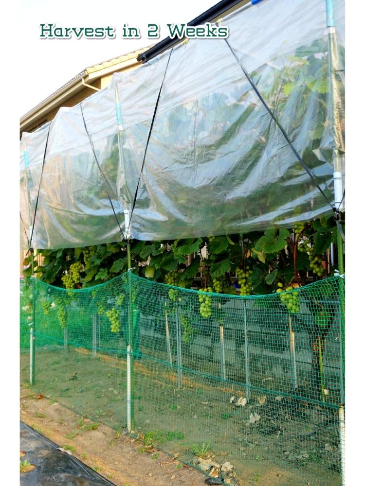 畑の画像 by toshi722さん | 畑とシャインマスカットとGrape Diary 2020と間もなく収穫と家庭菜園とチーム岐阜と岐阜県と家庭果樹と家庭菜園奮闘日記と美濃市