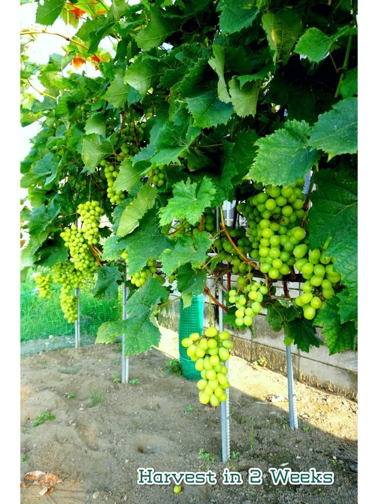 畑の画像 by toshi722さん | 畑とシャインマスカットとGrape Diary 2020と間もなく収穫と家庭菜園とチーム岐阜と岐阜県と家庭果樹と家庭菜園奮闘日記と美濃市