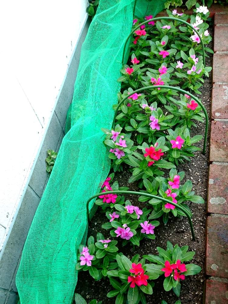 アプローチの画像 by すぎさん | アプローチとニチニチソウF1タイタン混合とおうちで楽しむ夏の草花フォトコン