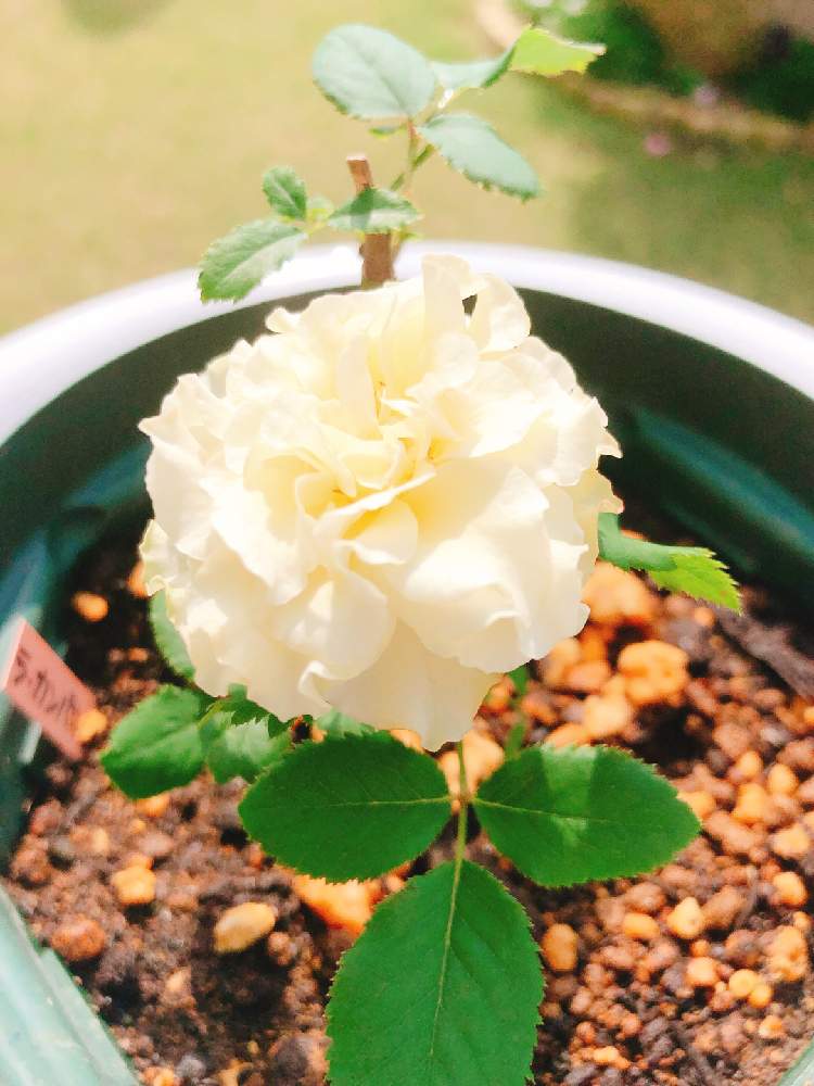 小さな庭の画像 by まなあゆさん | 小さな庭とラ・カンパネラ 挿し木とばら バラ 薔薇と薔薇愛同盟とラカンパネラ バラとわくわく♡とラ ・カンパネラとお気に入り♡と薔薇の庭とおうち園芸とバラ*カンパネルラとおうちで楽しむ夏の草花フォトコンとバラのある庭と芝生の庭と花好きと花のある暮らしと薔薇♪と花が好きとばらに魅せられて