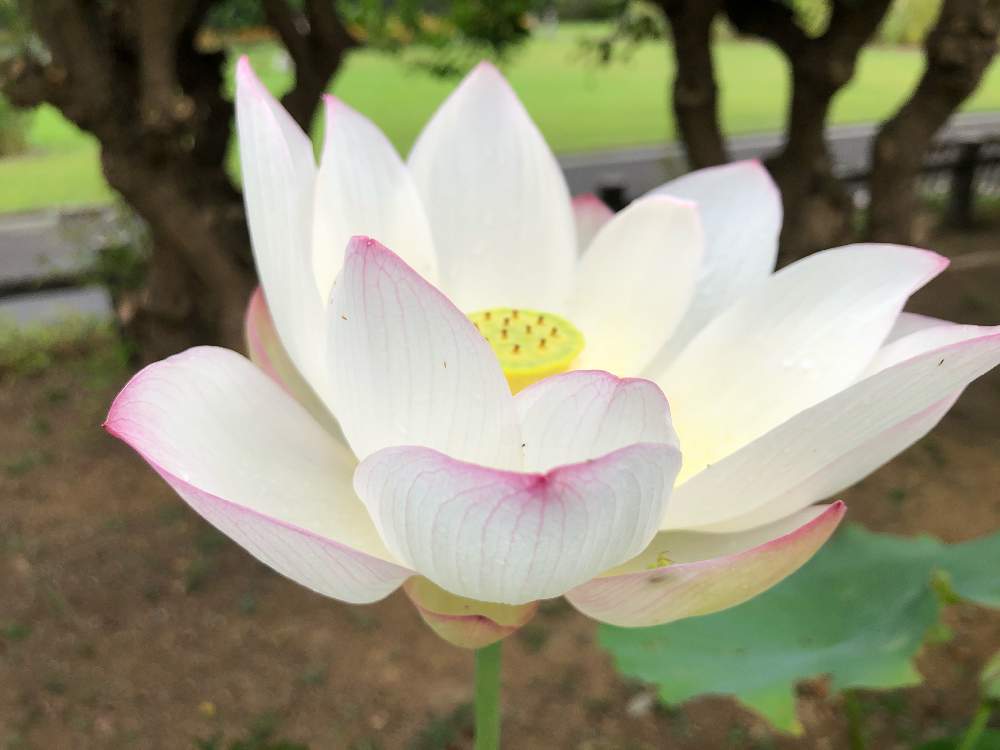 お出かけ先の画像 by かずやんさん | お出かけ先と蓮の花と大船フラワーセンター