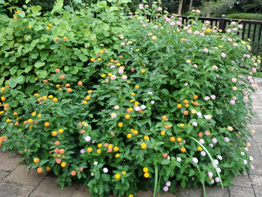 お出かけ先の画像 by わんころさん | お出かけ先とランタナとお散歩と花のある暮らしと公園内