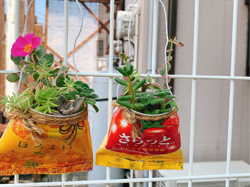 の画像 by ちゃこさん | 寄せ植えとリメ缶と多肉初心者とリメ缶バッグ
