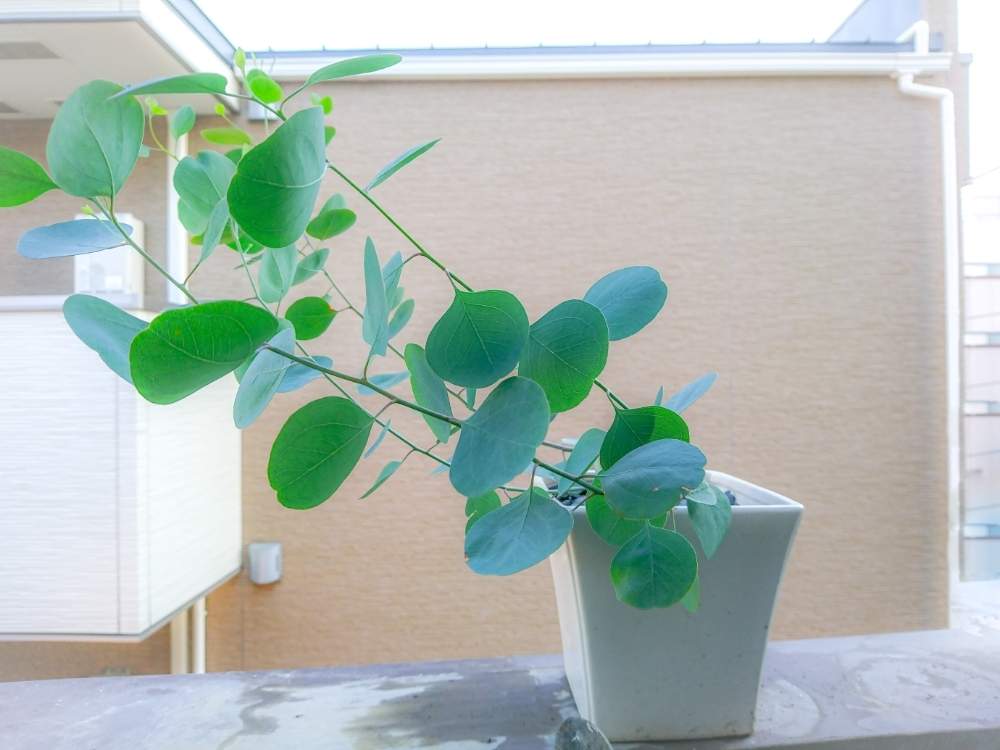 の画像 by TAYA's lab.さん | ユーカリポポラスとユーカリの鉢植えと我が家のポポラスとうどん粉病克服とオーガニックとハーブとハーブのある暮らしと無農薬と鉢植えユーカリと薫る植物と丸い葉と美しい葉とユーカリの香りと鉢増しと絶好調と良い香りと南半球とドライ用の苗と✨たやポポラス✨