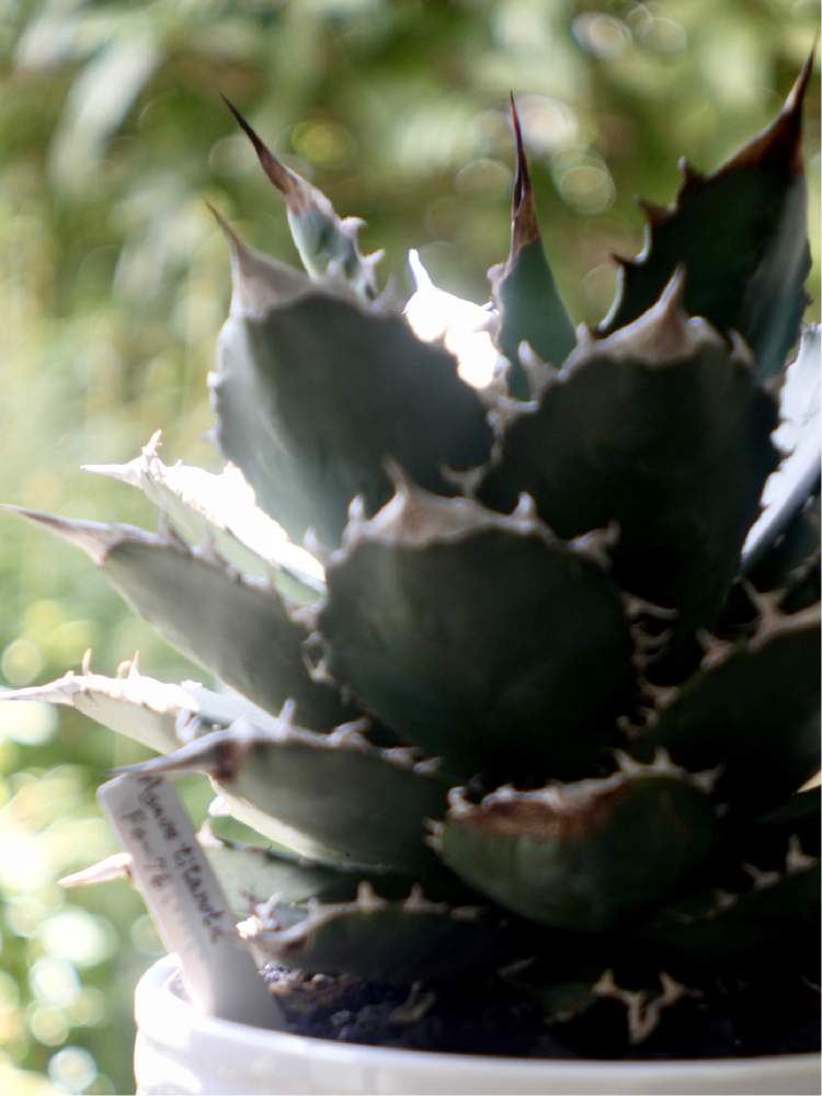 窓辺の画像 by ronさん | 窓辺とAgave titanota oteroi (FO-76)と開放1mとHektor 50/2.5と玉ボケ倶楽部とLeica TL2