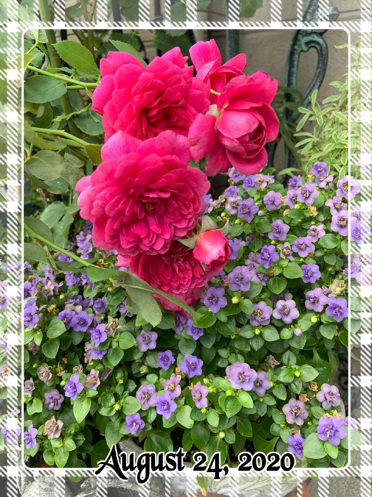 小さな庭の画像 by もみじさん | 小さな庭とエキザカムとバラ カルトナージュと幸せと薔薇愛同盟とお庭の草花とお家大好きとありがとうと全部GSのせいだと河本ローズと庭のばらと小さな小さな庭と花のある暮らしとばら 薔薇 バラとおうちで自然を感じると三種の神器とオベリスク仕立てと香りのバラと八重咲きエキザカムジュピターとエキザカム八重咲き