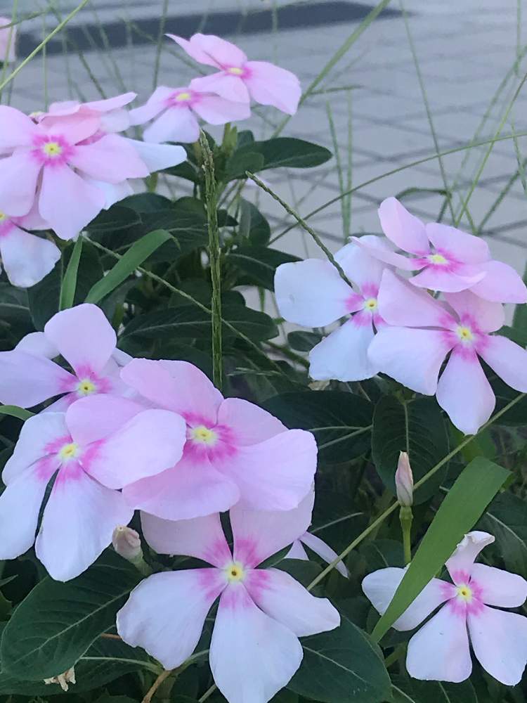 お出かけ先の画像 by のいまいさん | お出かけ先とニチニチソウと写真中毒といつもありがとう❣️と動物大好きと⚾️好きとコロナに負けるな‼️と車好き♡
