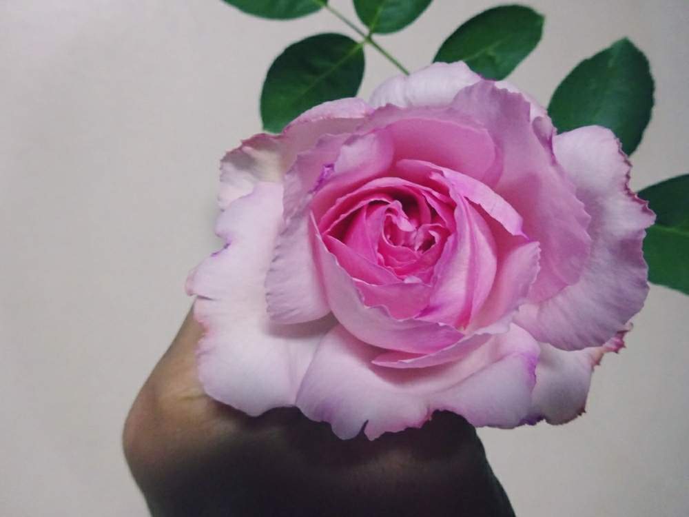 部屋の画像 by ☆きらまる☆さん | 部屋とYUMIKO印とピンク同盟と極上咲きと薔薇愛同盟と薔薇男子と薔薇に魅せられてとオシャレとB型とバラのある暮らしとおうち園芸とセクシーときれいな色とたまらん!と花のある暮らしとかわいいな♡とテンション⤴︎とロザリアンとバラを楽しむとピンクハンター