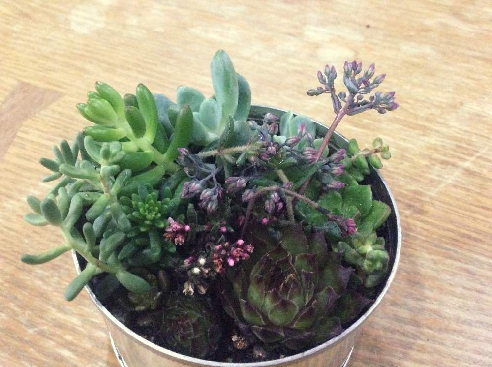 窓辺の画像 by bayx2さん | 窓辺とクーペリーとセンペルビウムと花のある空間と多肉植物とみどりのある暮らしとクラッスラ属と多肉のある暮らしとセンペルビウム属とおうち園芸と鉢植えとみどりに癒されると花のある暮らしと多肉寄せ植えと多肉初心者