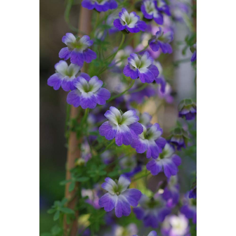 小さな庭の画像 by 我楽多さん | 小さな庭とトロパエオラム(球根ナスタチウム)と2月の花
