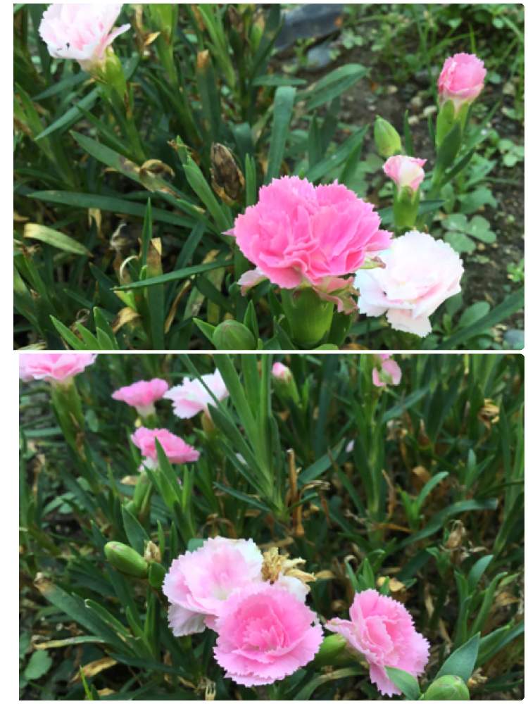 の画像 by ほとちんさん | 日常と自宅の花と我が家の花