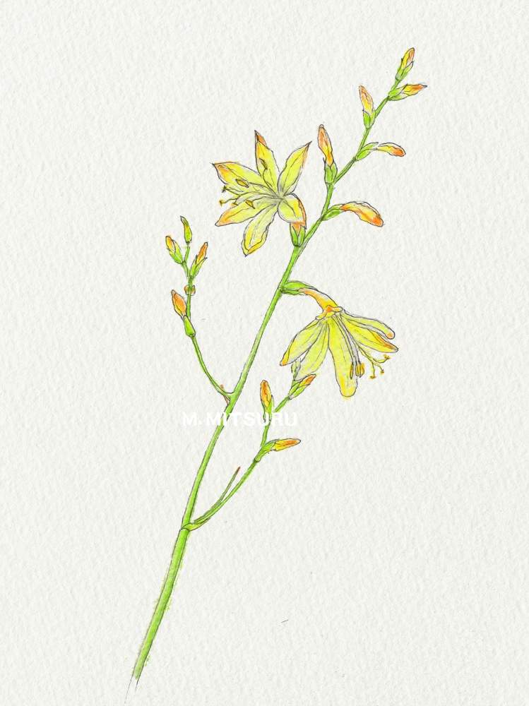 小さな庭の画像 by 光さん | 小さな庭とヒメヒオウギズイセンと朱色の花とデッサン⚫