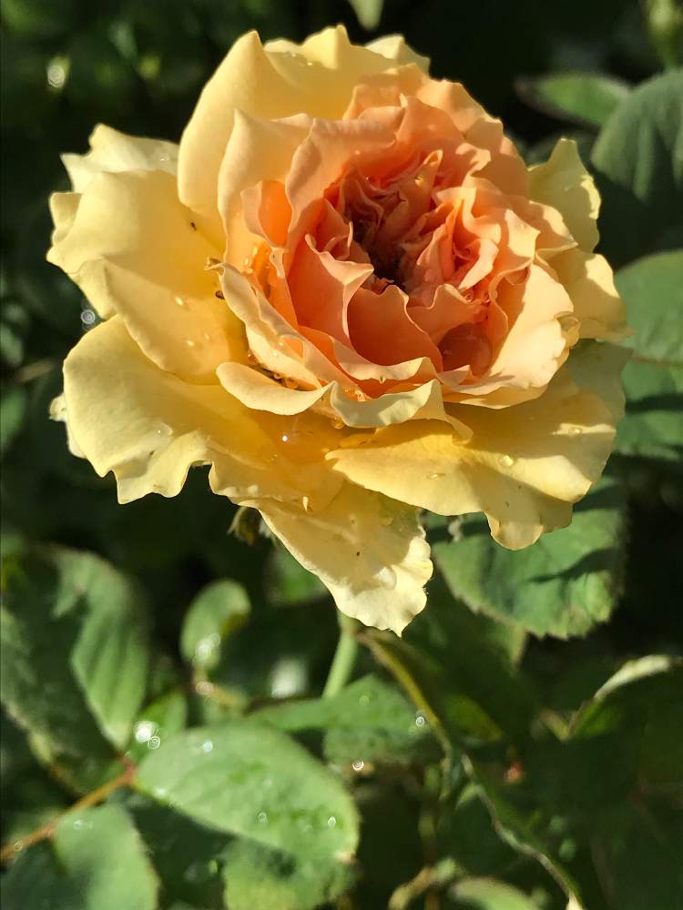 小さな庭の画像 by vogel ②さん | 小さな庭とインドラとばら バラ 薔薇とHTと寺西菊雄とチーム石川