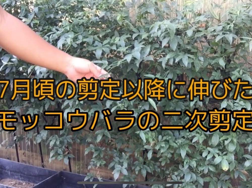 小さな庭の画像 by ばらきちさん | 小さな庭とガーデニング男子とモッコウバラのシュートとバラ特集と自己流ガーデニングとローズガーデナーとモッコウバラの剪定とバラのある暮らしとバラの育て方とおうち園芸とモッコウバラの蕾とバラの消毒☆とばら好きです♡とバラ好きとガーデニングとバラの地植えと病害虫予防対策とバラを楽しむ
