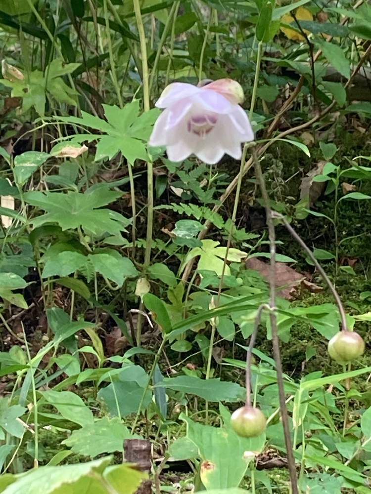 お出かけ先の画像 by すずはなさん | お出かけ先とレンゲショウマと山野草と広島市植物公園とスマホ写真