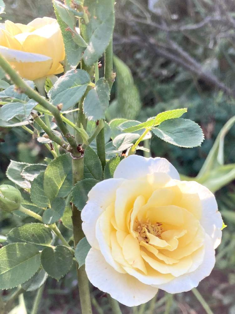 小さな庭の画像 by レイニーブルーさん | 小さな庭とHTCとキュンキュン乙女倶楽部と薔薇愛同盟と水曜ローズショーとバラ大好きとバラのある暮らしとおうち園芸と2020RainyBlueGardenバラとGSでバラ園と花のある暮らしと薔薇♪と花が好きとバラを楽しむと優しい気持ちとパトリシアケント バラ