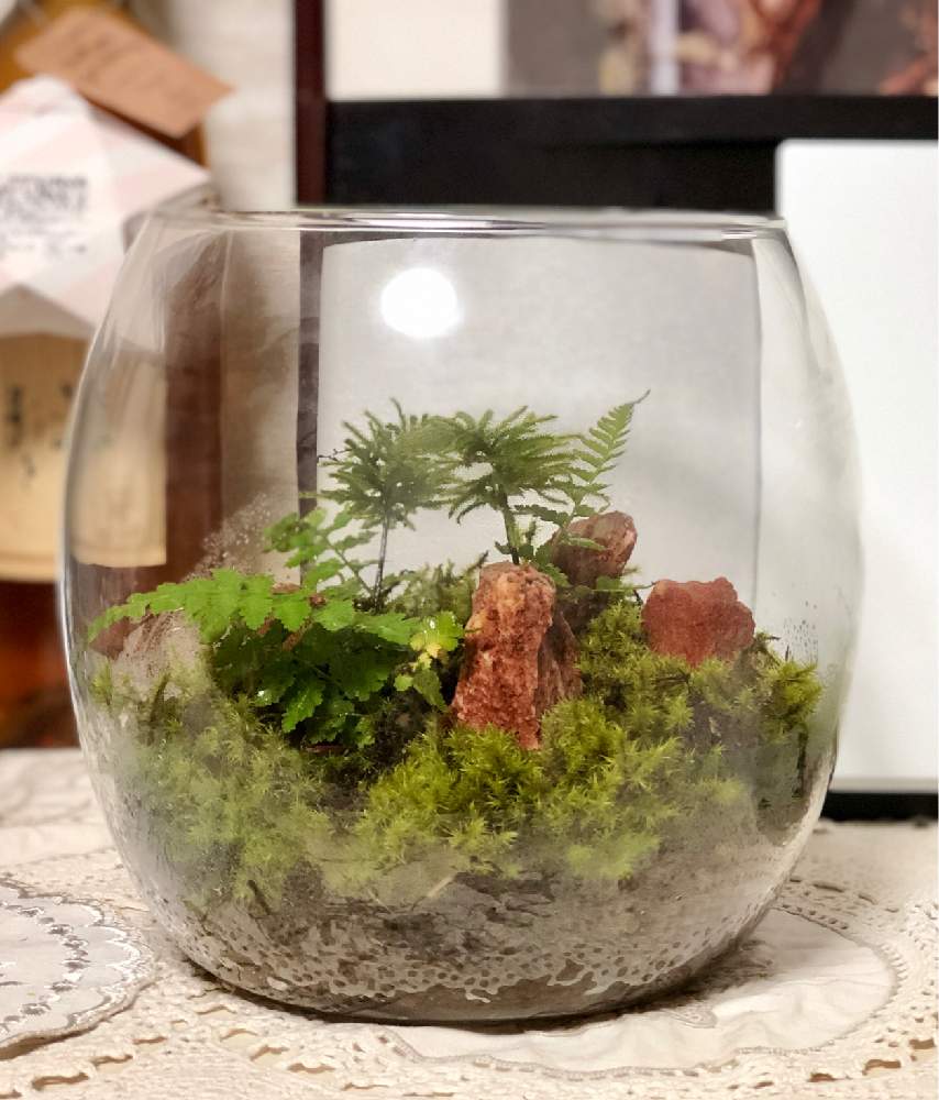 部屋の画像 by ふぁるこんさん | 部屋とねこと緑のある暮らしと初めての苔テラリウム
