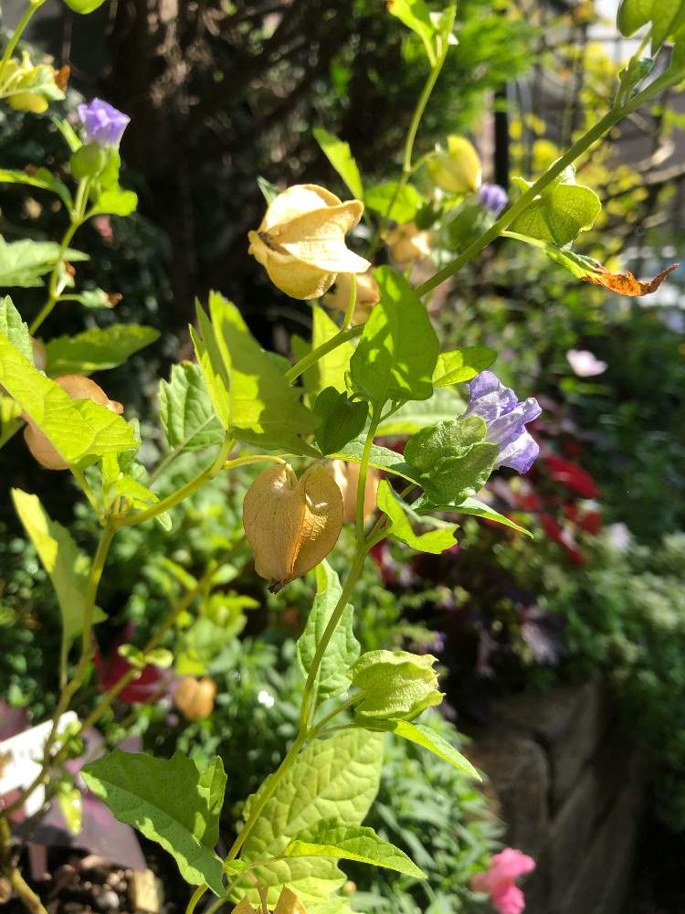 の画像 by ೫̥͙*:・千砂・:* ೫̥͙さん | 黒ホオズキと夏の花と花のある暮らしとみどりのある暮らしとおうち園芸