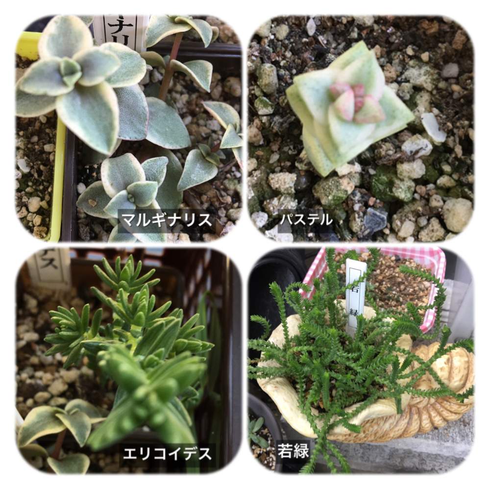 バルコニー/ベランダの画像 by あなリリーさん | バルコニー/ベランダとクラッスラ パステルとクラッスラ エリコイデスとクラッスラ 若緑とクラッスラ ペルシダ