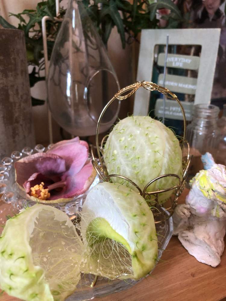 の画像 by ೫̥͙*:・千砂・:* ೫̥͙さん | フウセントウワタの実とハイビスカス K-ブルーとみどりのある暮らしと夏の花とおうち園芸と ハイビスカスと観葉植物のある暮らしと花のある暮らし
