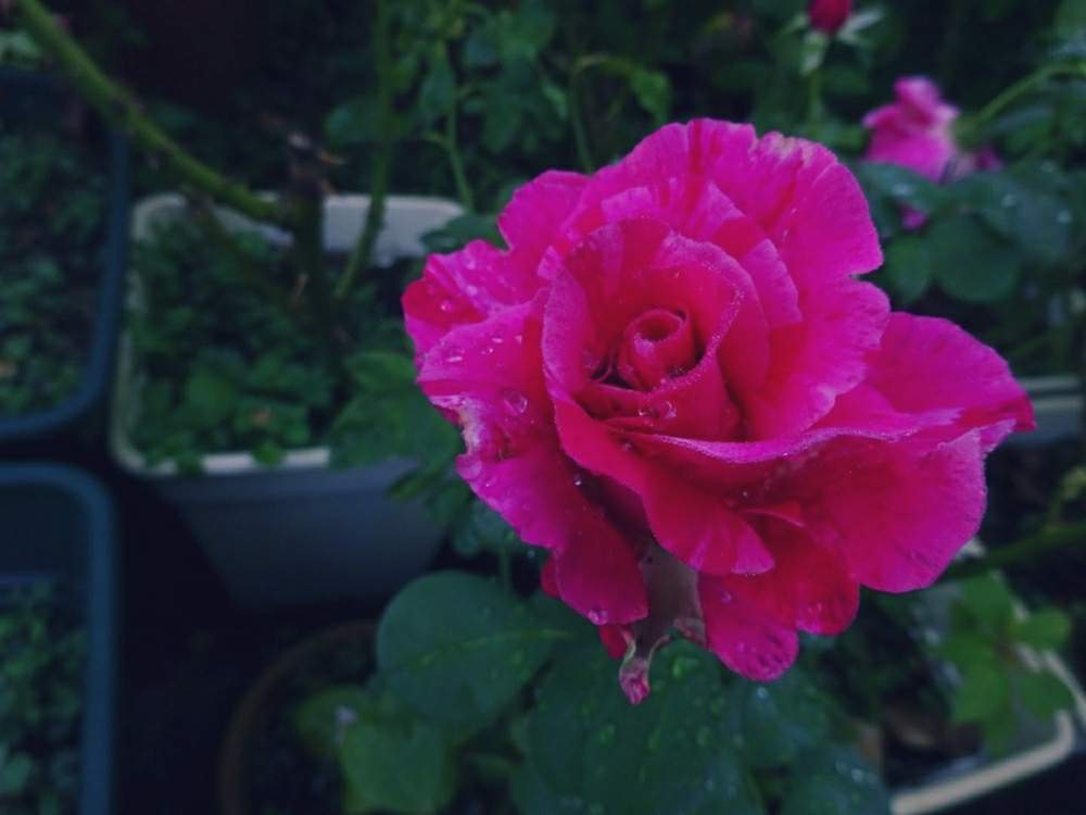 小さな庭の画像 by ☆きらまる☆さん | 小さな庭とYUMIKO印と極上咲きと薔薇愛同盟と薔薇男子と薔薇に魅せられてとオシャレとB型とバラのある暮らしとおうち園芸と今日の一枚とセクシーと花のある暮らしとテンション⤴︎とロザリアンとバラを楽しむ