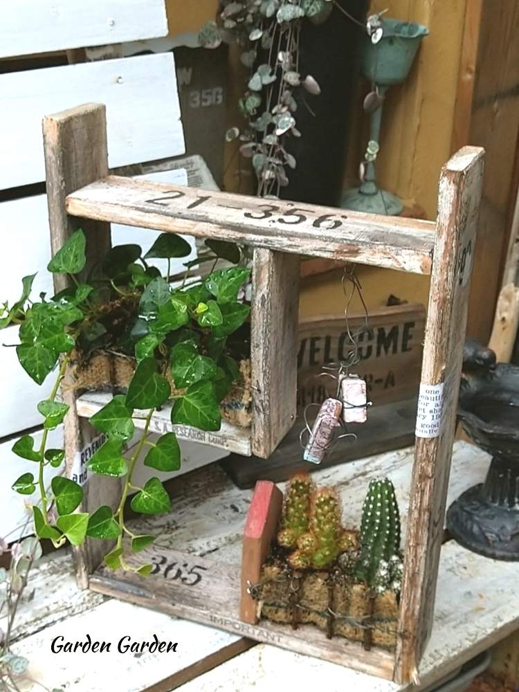小さな庭の画像 by GreenGardenさん | 小さな庭と多肉植物とエキノプシスとサボテン科と今日の一枚とサボテンコレクション-2020と多肉好きとコガネツカサ サボテンと夏だね♪と雑貨小物とAyumiさんのWS