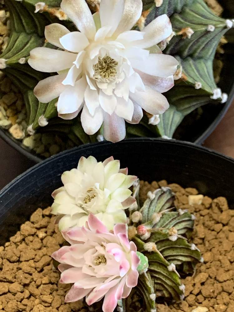 バルコニー/ベランダの画像 by てんきちさん | バルコニー/ベランダとLB2178とGymnocalycium friedrichii LB2178とピンクの花と咲いたよとヤフオク産とサボテンコレクション-2020とサボテンの花とマンションベランダと白い花とベランダ園芸と可愛いサボテンの花と池袋 鶴仙園