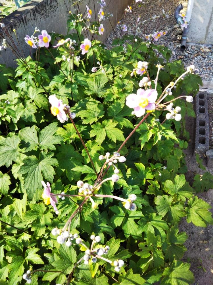 小さな庭の画像 by もっけだの❗️さん | 小さな庭と植物男子と山野草男子と秋明菊☆と自己満足とおうち園芸と老後の子育て(草花)楽しみとお家で園芸と 秋明菊とお家の植物と還暦後(退職)の生きがいと花は癒やし♡と山野草還暦男子とシュウメイギク⚪とシュウメイギク♡