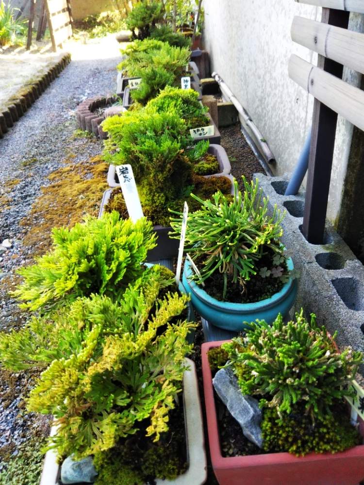 アプローチの画像 by もっけだの❗️さん | アプローチと植物男子と山野草男子と自己満足と岩ひばとおうち園芸と老後の子育て(草花)楽しみとお家で園芸とお家の植物と還暦後(退職)の生きがいと花は癒やし♡と山野草還暦男子