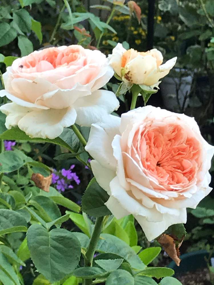 小さな庭の画像 by vogel ②さん | 小さな庭とスティーレ・オットチェントとバルニとばら バラ 薔薇とHT
