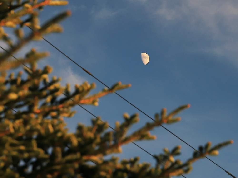 小さな庭の画像 by takosyaさん | 小さな庭ともみの木と青空が好きとEF24-105mm F4L ISⅡ USMとファインダー越しの私の世界とcanonと月と植物とI♡Kanagawaと一眼レフとコロナに負けるな!とPhysical Distanceと青空とカメラ好き☆とI♡Fujisawa