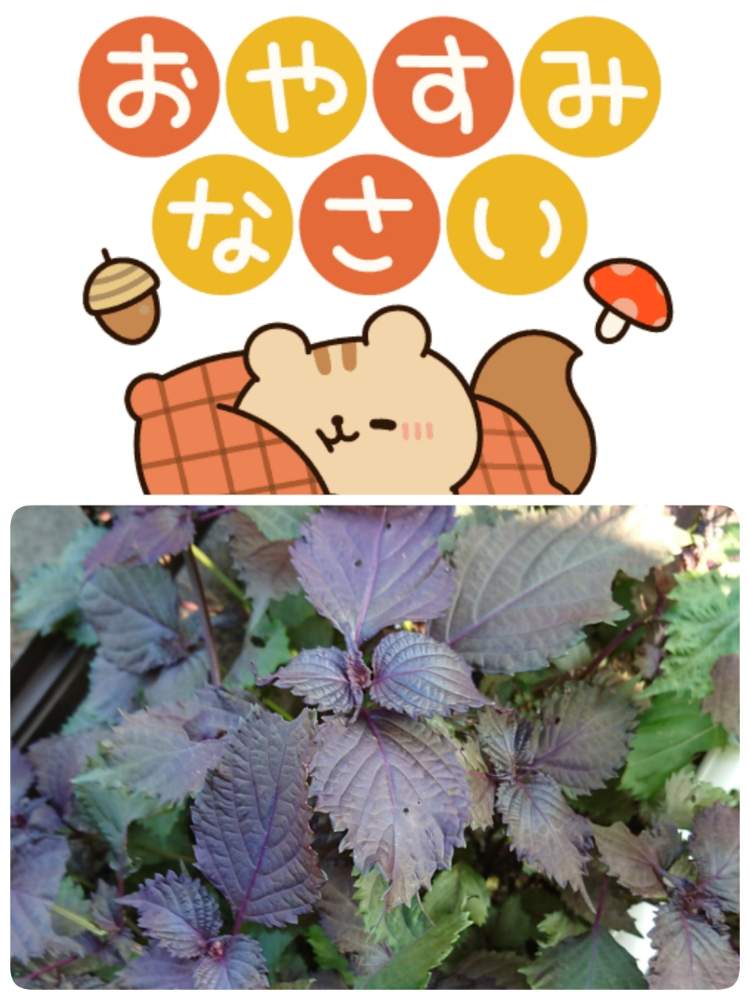 の画像 by 苺さん | プランター菜園とプランター野菜とプランターと家庭菜園とおうちde菜園とおうち園芸と種蒔き栽培と赤紫蘇の栽培とプランター植え