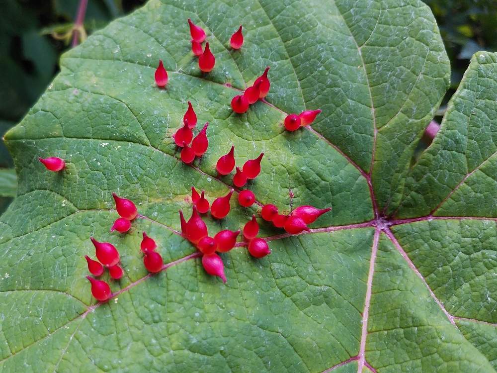 の画像 by もろ丸くんさん | 日本の植物と日本の樹木と虫瘤*