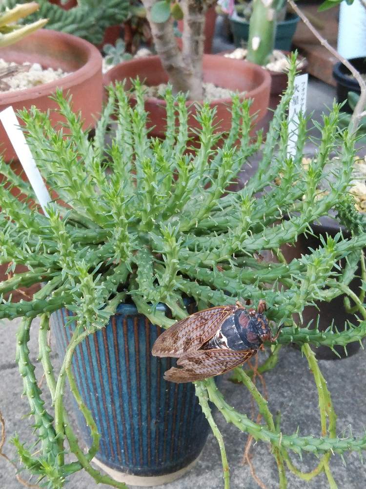 の画像 by トックリさん | 孔雀丸とフラナガニーと多肉植物と観葉植物と新潟と珍奇植物とユーフォルビアとビザールプランツ