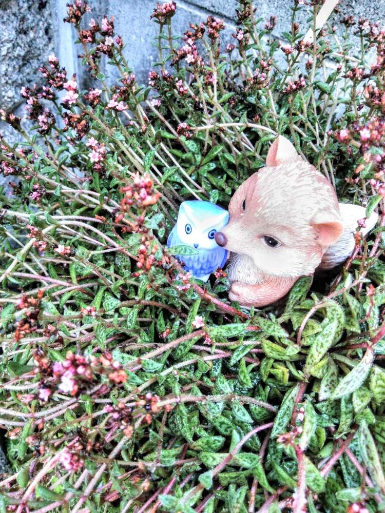 小さな庭の画像 by 鯱さん | 小さな庭とクーペリーと多肉植物とフクロウ祭とおうち園芸と楽しいカワイイ