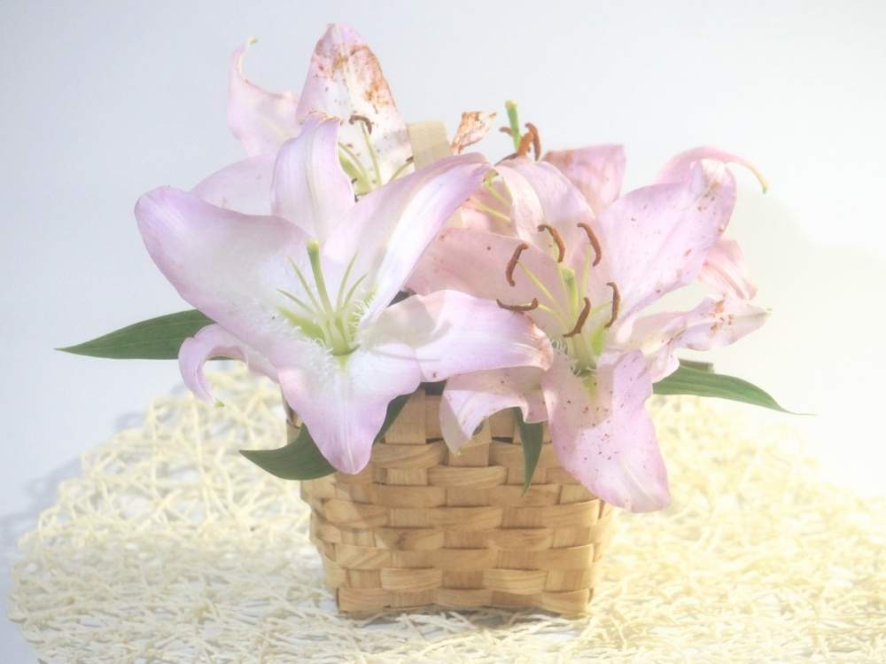 部屋の画像 by 野ニンさん | 部屋と令和最初の植物と出版とGS映えとおうちで楽しむ夏の草花フォトコンとGreenSnapmarcheとGREEN UP!