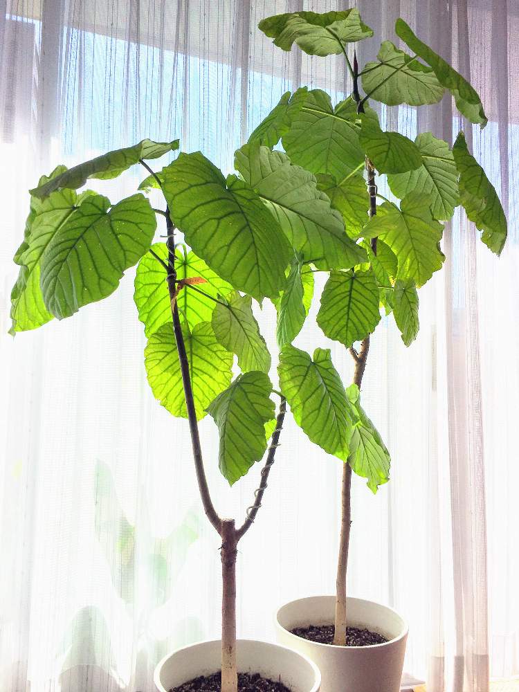 の画像 by shoさん | ウンベラータと緑が好きと ウンベラータと観葉植物が大好き