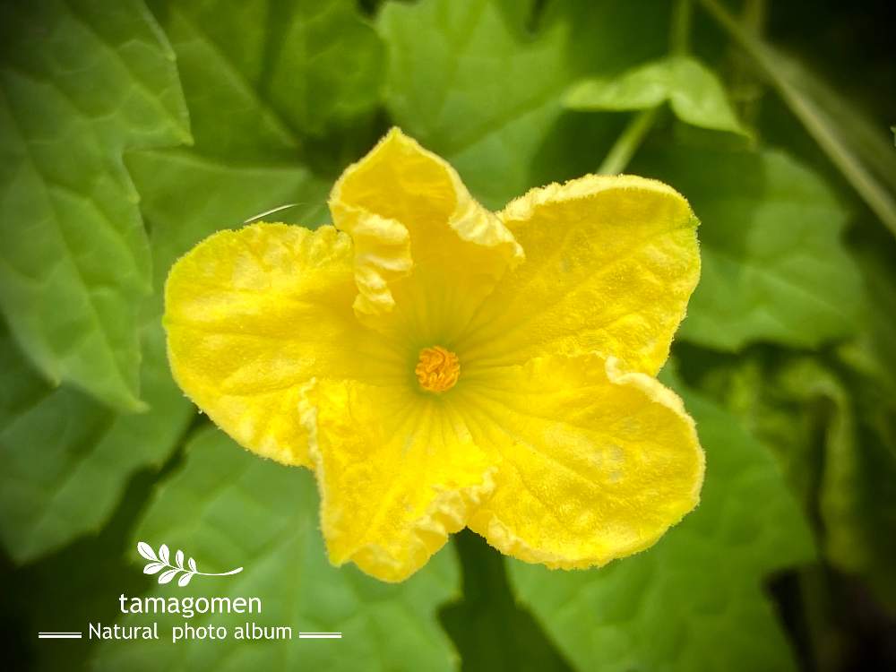 の画像 by tamagomen. nara.1964さん | 植物観察日記と苦瓜*とiPhone11ProMaxと気温36℃とところにより曇りと奈良県奈良市とゴーヤ*と蔓茘枝*とニガウリ*と雄花