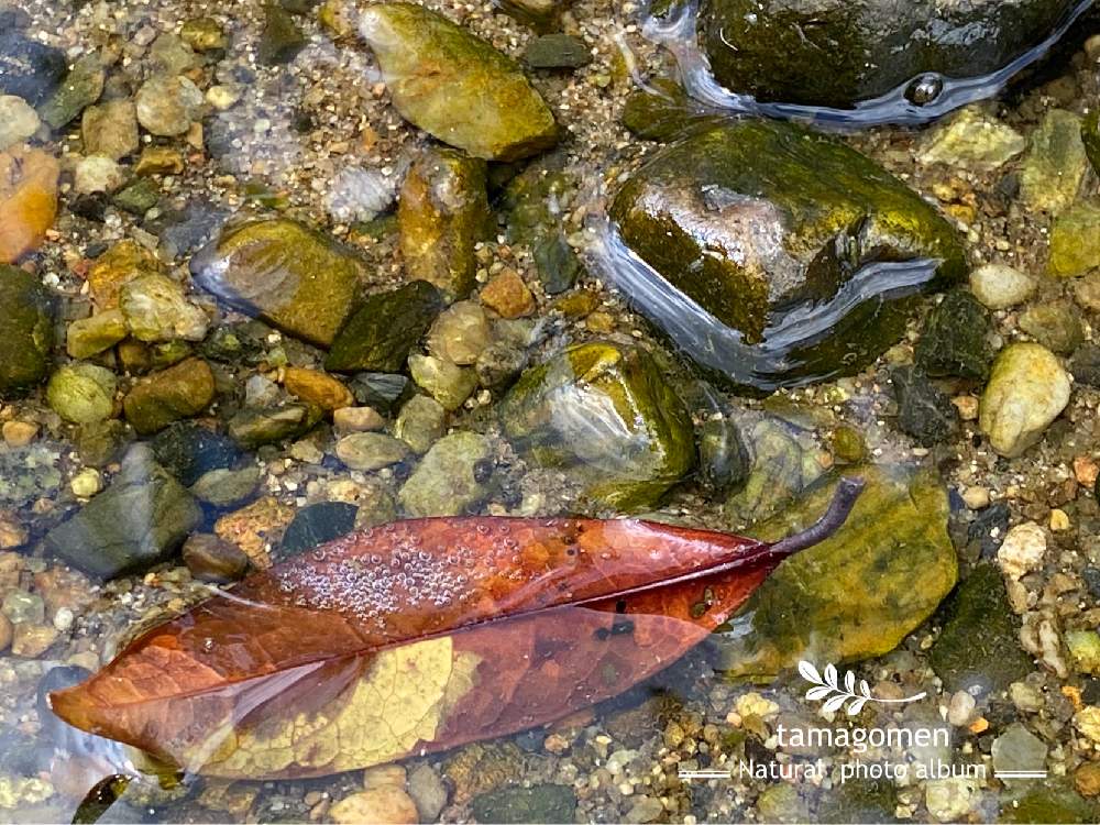 の画像 by tamagomen. nara.1964さん | iPhone11ProMaxと気温36℃とところにより曇りと佐保川散策と奈良・佐保川散策と自然観察日記と奈良県奈良市
