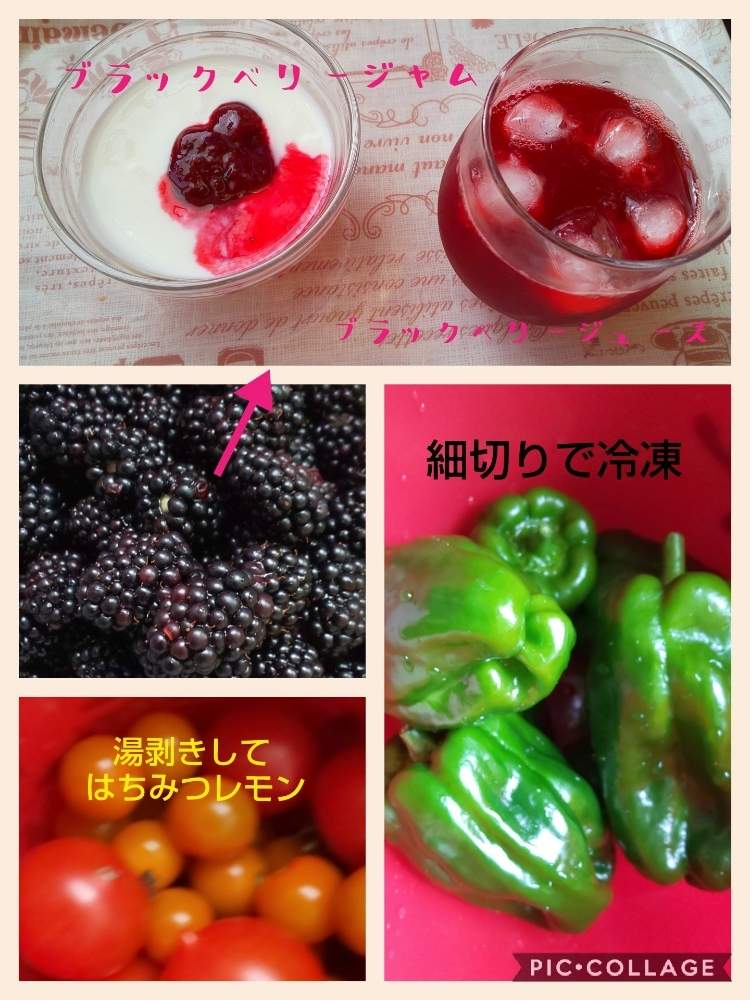 畑の画像 by Mintさん | 畑とおうちde菜園と冷凍保存と収穫野菜で料理とジャム作りと食べられるかな